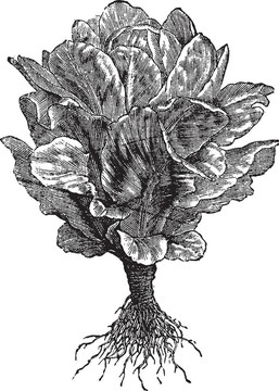 生菜和萵苣（Lactuca sativa）復(fù)古雕刻
