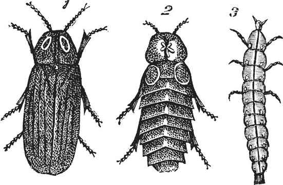 Lampyris splendidule（Lampyris splendidula）復(fù)古雕刻