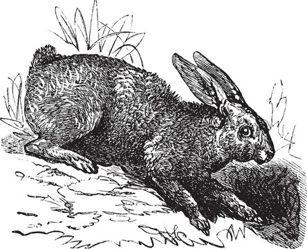 北兔（Lepus Americanus）或雪鞋野兔復(fù)古雕刻