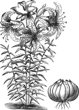 鍍金百合（金百合）；復古雕刻