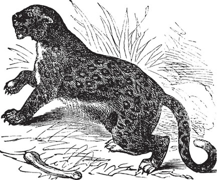 Felis leopardus；復(fù)古雕刻