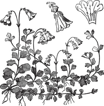 北極花、雙花；復(fù)古雕刻