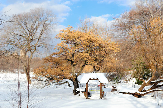 紐約市冬季中央公園