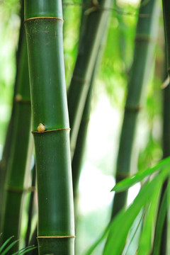 竹