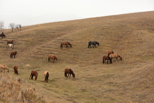 草原牧馬