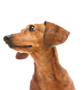 臘腸犬在側(cè)