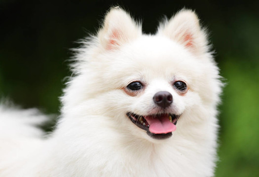 快樂的博美犬