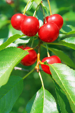 櫻桃樹(shù)
