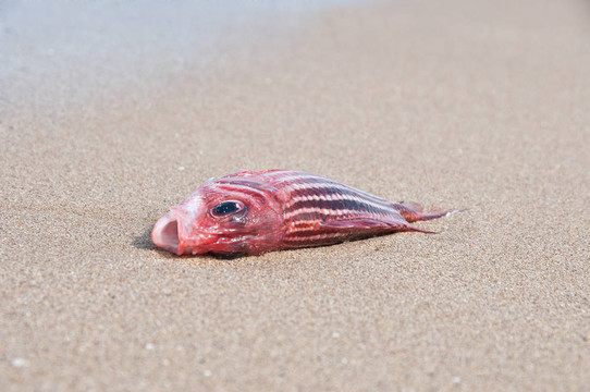 死魚
