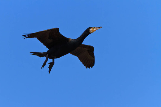 鸕鶿（Phalacrocorax carbo）
