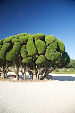 馬德里公園美麗的樹