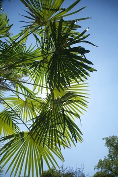 背景葉掌和天空