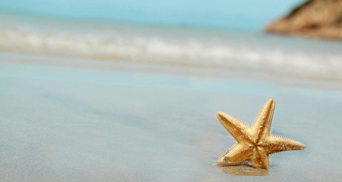 海灘上的海星
