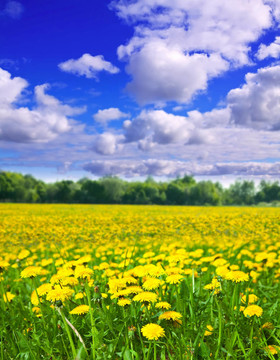 蒲公英的草地風(fēng)景