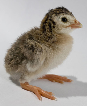 奇怪的鳥
