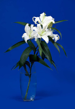 白色百合花在花瓶里