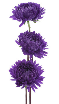 中國紫菀