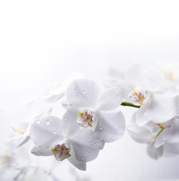 水上的白蘭花