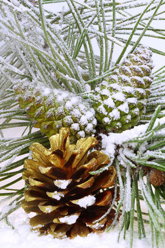雪中有松果的松樹枝