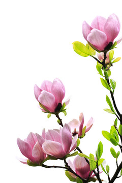 春天木蘭樹開花