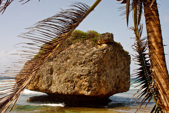 巨大的Boulder在棕櫚樹上沖浪