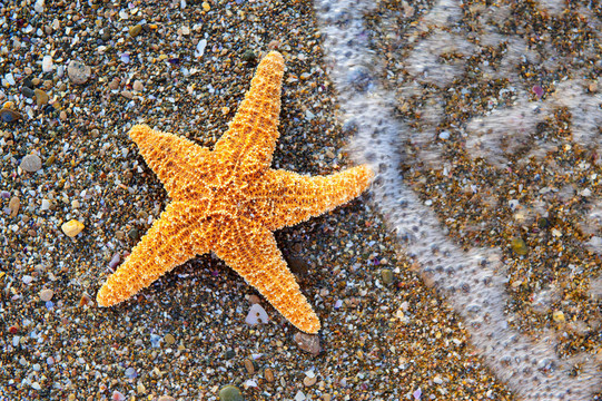 海星在海岸上