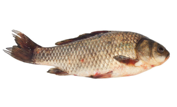 白底鯽魚