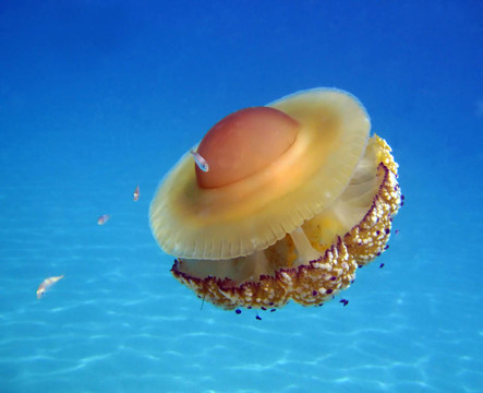 果凍魚