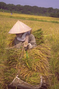 搭載水稻捆女人。