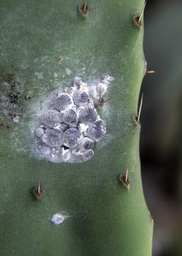 仙人掌仙人掌上的胭脂蟲（Dactylopius coccus）