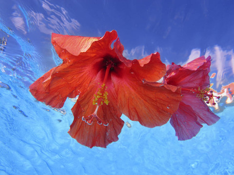 水芙蓉花