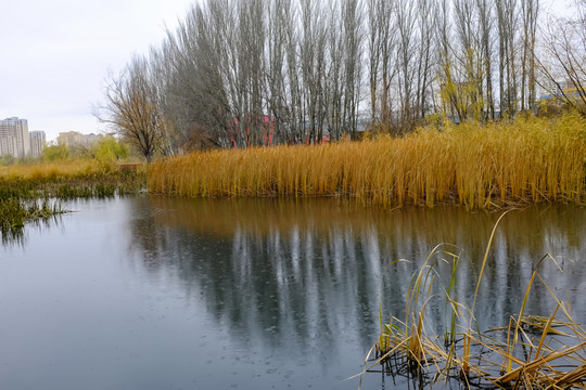 濕地公園