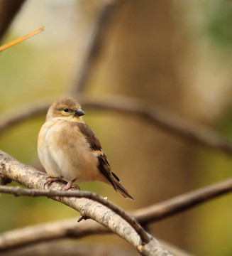 美洲金翅雀；Carduelis tristis