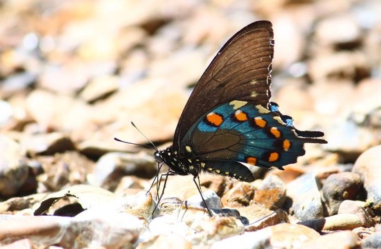 Pipevine Swallowtail（Battus philenor）