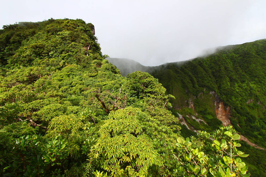 熱帶雨林Saint Kitts