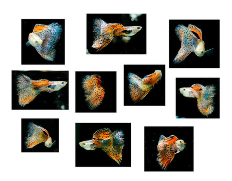 游泳的紅魚(yú)；熱帶魚(yú)寵物