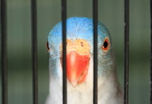 籠中鳥