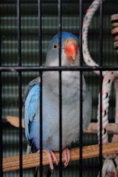 籠中鳥