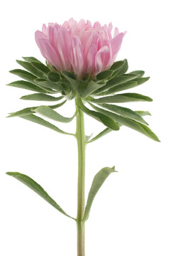 中國紫菀