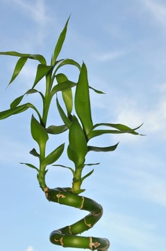 大自然的竹子與藍(lán)天