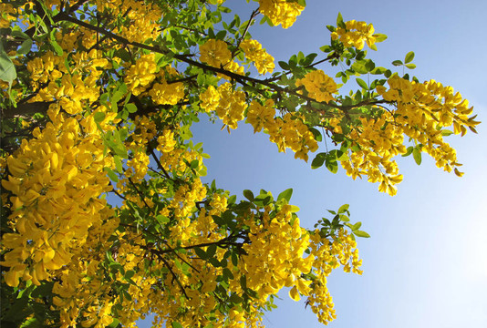 金鏈花灌木