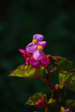 紫羅蘭花