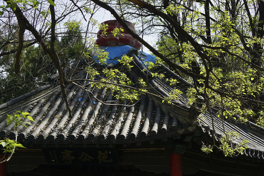 老楸樹開花