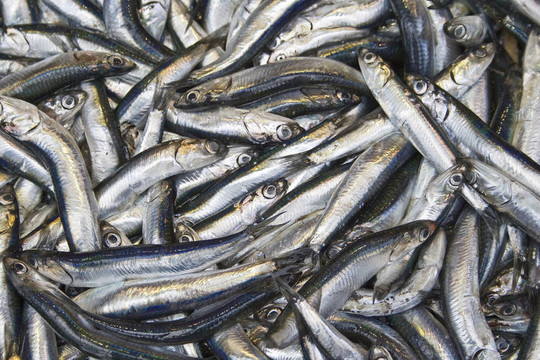 鳀魚