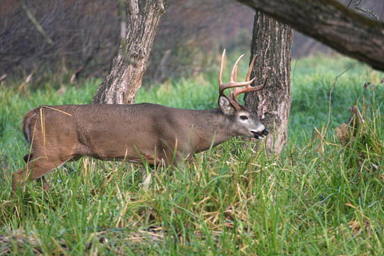 白尾Deer Buck