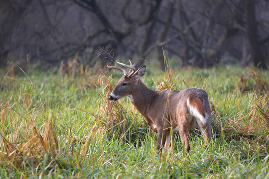 白尾Deer Buck
