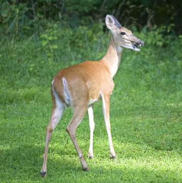 晴天DOE