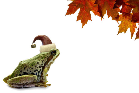 圣誕樹蛙坐紅楓葉