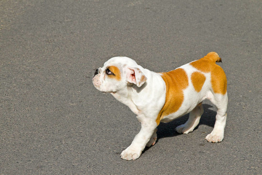 年輕的斗牛犬