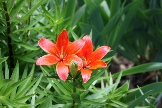 紅色的花